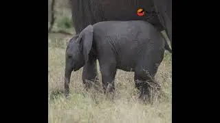 Baby elephant steals our hearts. 😍 #wildlife #africansafari #elephant #animals #wildanimals #cute