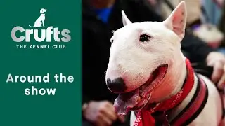 Around the Show - Vulnerable Breeds Spotlight | Crufts 2023