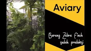 AVIARY ZEBRA FINCH