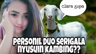 Aksi Clara Gopa Menyusui Kambing?