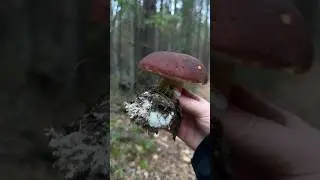 Белый гриб 🍄‍🟫