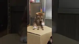Playing with a Cat