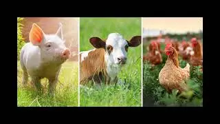 Farm