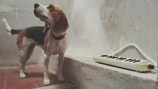 KARABASH - Elephant Gun | Beirut Cover