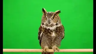 🦉 VFX Green Screen Owl – 2 Variations – FREE GREEN SCREEN