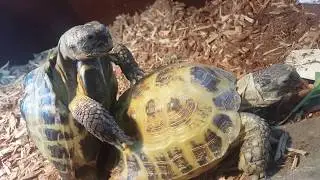 Russian tortoises mating(1)
