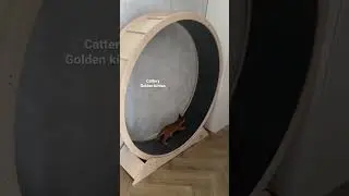 Каракал в колесе😍 