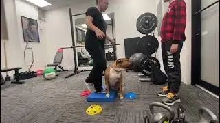 Single Leg Balance Color Taps
