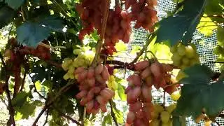 Испытание новейшей ГФ ЭКСКАЛИБУР (2020г)