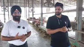 Modern Desi Cow Farm is Profitable