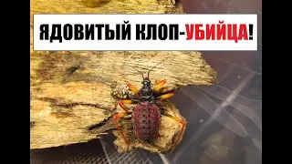 Сажаю на палец клопа-убийцу! (Psytalla horrida assassin bug handling)