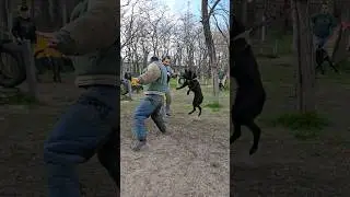 Bodyguard dog training.  Black German Shepherd attacks. 
