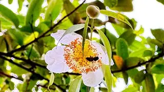 Cobras Saffron (ကံ့ကော်ပန်း) #ကံ့ကော်ပန်း #nature #beauty #flowers #bees