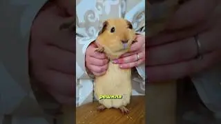 Anti-stress animal. Fluffy miracle of nature | GUINEA PIG 🐹 
