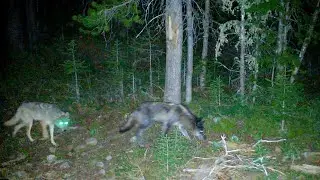 Wolf Pack Visits Five Trail Cameras