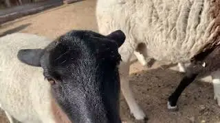 Christmas Present for the Sheep!