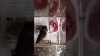 декоративные крыски
