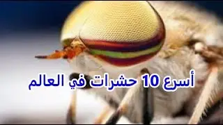 fastest 10 insects in the world