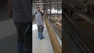 Misafirlerim var Akıllı Yem Ekibi #hayvancılık #koyun #tarım #köy #animals #çiftçilik