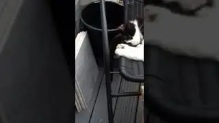 My cat Tommy waking up