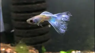 LUKE ROEBUCK’S BLUE HAWAIIAN MOSCOW GUPPIES DEVOURING BABY BRINE SHRIMP 