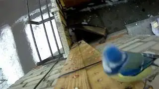 Лазоревка синица на балконе объедает дятла в его дырочной кормушке.