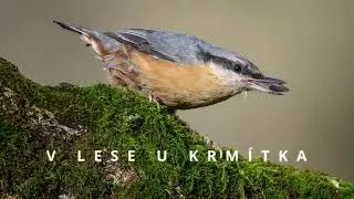Přírodní krmítko - normální rychlost a zpomaleně
