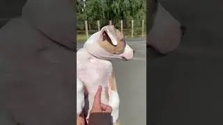 Щенки стаффа на продажу 