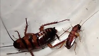 Cockroach video | Telapoka video | Arsola video | 2025