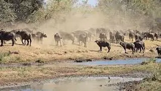 Buffalo herd fleeing waterhole in Kruger Park. #wildlife #safari #nature #photography #krugersafari