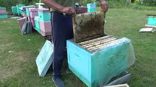 Пчелопакеты бакфаст,матка Ф-1