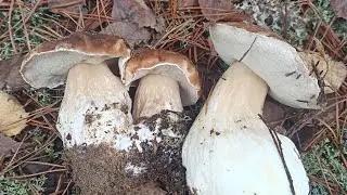 Дача. Отдых. Лес и грибы в ноябре.