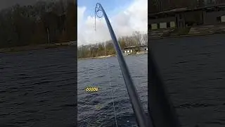 WEER EEN MOOIE SPIEGEL!😱🎣 #shorts #vissen #karper