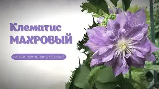 Клематис Махровый