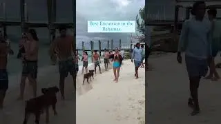 Bahamas swimming with Pigs 😳 