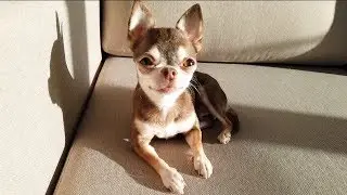 2 minutes of beauty. Only a dog, one dog and nothing but a dog!