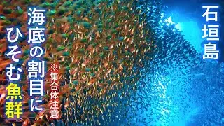 [Okinawa Ishigaki Island Diving] Massive fish swarms! Underwater exploration in a paradise of mar...
