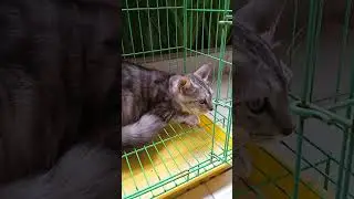 Funny cat... dapat hibah dari teman kantor. Baik baik disini ya.