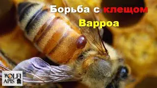 #Varroa_mite