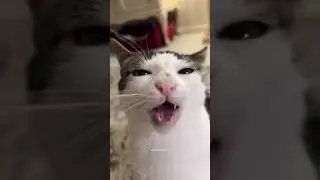 O será que o gatinho está comendo? #animais #gatosfofos #cat #animaisincriveis