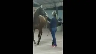 Quercino