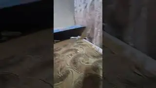 Хвостики❤️🥰😘