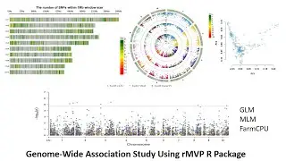 GWAS analysis using rMVP package in R software.