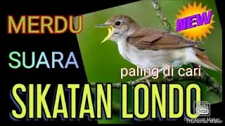 Suara merdu burung SIKATAN LONDO gacor || masteran burung sikatan londo part 1