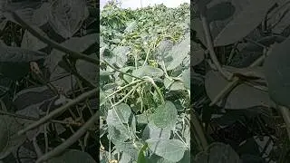 દેશી ચોળી 🫒#shortsvideo #shortvideo #trending #viral #reels #viralvideo #trend #india