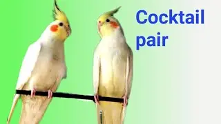 Cocktail pairs Cocktail breeding tips| how to breed cocktail | cocktail breeding
