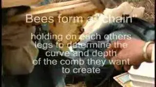 Bees Form Chain Top Bar Hive
