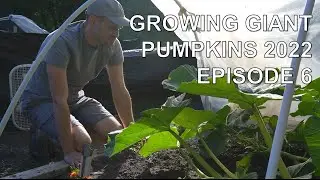Growing Giant Pumpkins 2022 Episode 6 - Culling, Removing Greenhouse, Vine Burying and Training