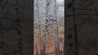 Первый снег в Миассе.