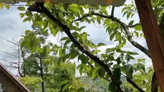 Сочи. Горное Лоо. Вечер. +27°C. 22. 06.2023г.©